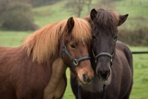 IMG-20181231-WA0016 (1)