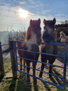 IMG-20210101-WA0033 (1)